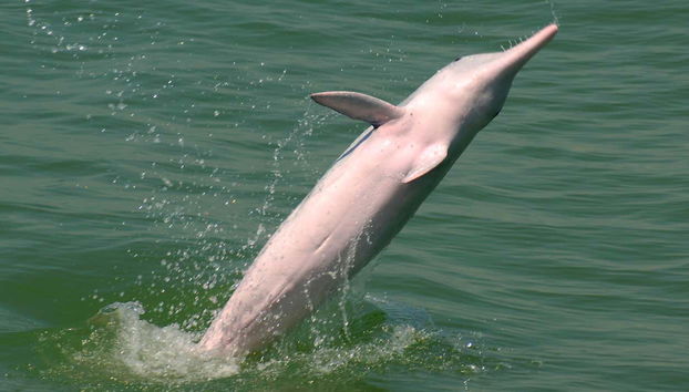 Pink Dolphin Watching in Hong Kong - Foto 3