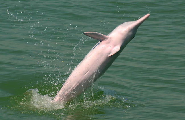 Pink Dolphin Watching in Hong Kong - Foto 3