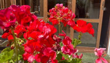 La Veranda nella Neve - Camigliatello Silano - Foto 4