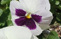 Giaglakis Rooms - Foto 63