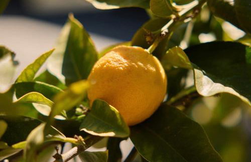 Paradise Ranch Inn- Limitless House Hot Tub,Sauna - Foto 23