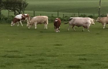 Bayview Cottage, Dunnetbay accommodation - Foto 17