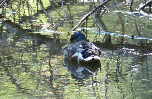 Ferienwohnung mit Brockenblick - Foto 42