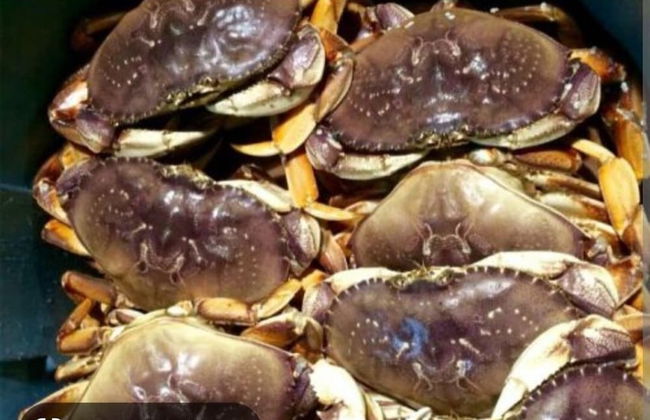 Luxury ocean dock pool villa - Photo 16