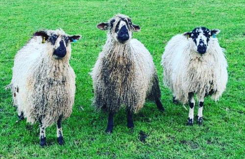 Ingleside Cottage by Together Travel - Charming Countryside Retreat - Photo 17