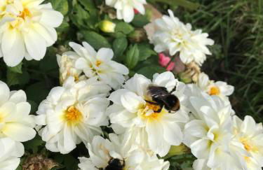 Hering FeWo I Apartment Terrace - Foto 36