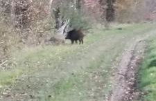 Pleine nature, 10 min zoo Beauval Mareuil sur cher - Foto 12