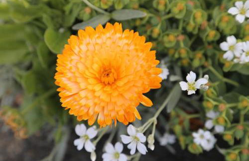 GITE MONTGOLFIÈRE 4 PERSONNES - Foto 19