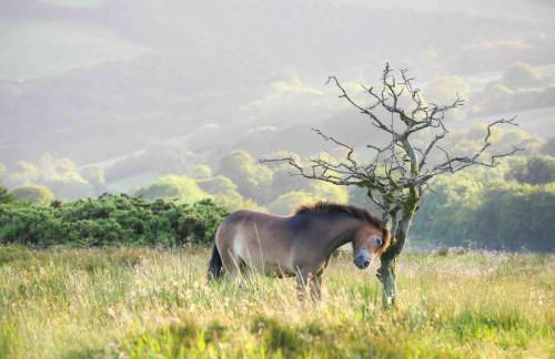 The Old Sweet Shop - Photo 36