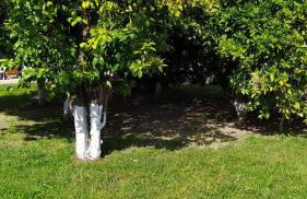 Peter's traditional house - Foto 10