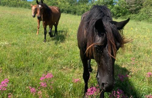 Domaine du Cammazet - Foto 35