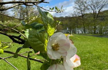 #8 Ommi Kese See-Suite FD Sauna Hund Terrasse - Foto 8