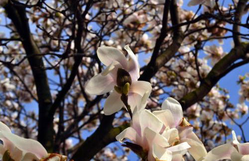 La Gallina - Foto 24