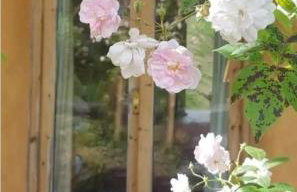 Tara vegetarian retreat guesthouse - Foto 10