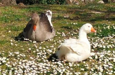 Historic Farmhouse Casa Del Chiodo - Foto 24