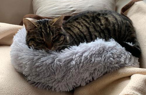 Maison au cœur de la vallée de Haute-Tarentaise - Foto 17