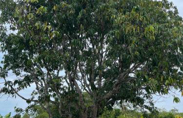 Sítio do Sr Joaquim na Região dos Lagos com Piscina - Foto 20