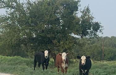 Hobbit Treehouse with waterfall on the Brazos River! 350 acres! Tubing! Petting zoo! - Foto 60