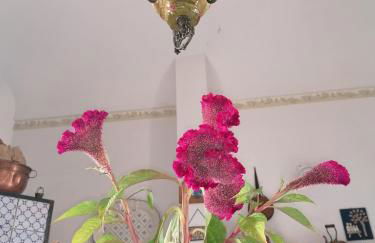 Agriturismo Baglio Calanchi - Foto 44