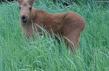 Wyciszek - mazurska agroturystyka - Foto 41