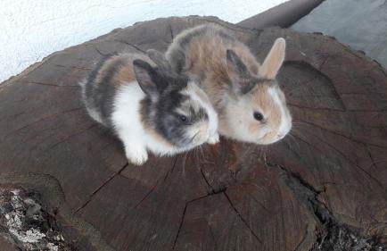 Ferienhof Oberle - Foto 29