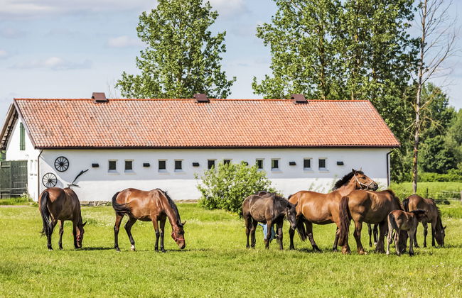 Dwór Szwałk - Foto 52