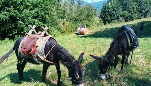 Agriturismo la Fattoria al Crocefisso - Foto 2