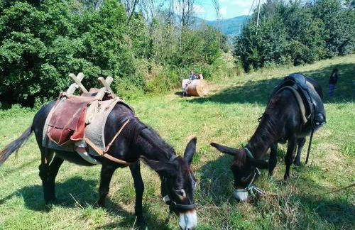 Agriturismo la Fattoria al Crocefisso - Foto 2