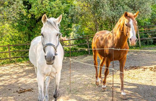 Quinta do Boição - Photo 26