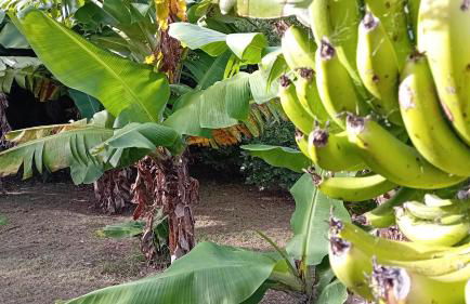 Faial Cottage - Foto 9