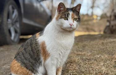 Bieszczady ClaraArt - Foto 50