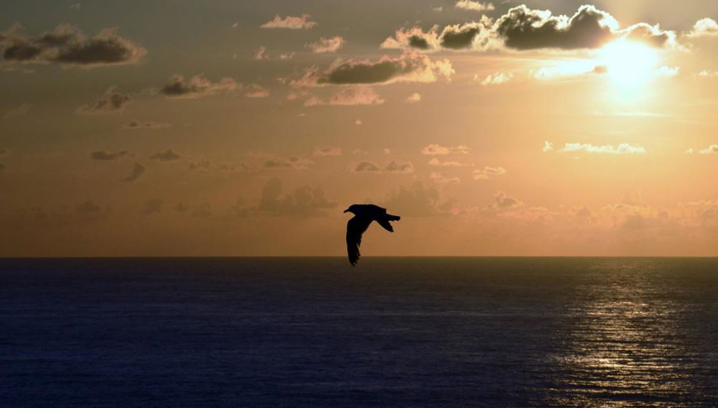 A Coruña Experience: experiencia gastronómica, tour a pie y visita a la torre de Hércules - Foto 2