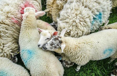 Street House Farm Cottage - Foto 25