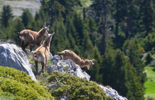 Tsigaridas Mountain Home - Foto 67