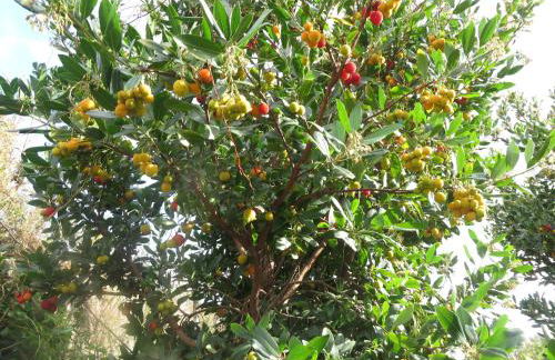 Le Case Del Merlo Turismo Rurale - Foto 75