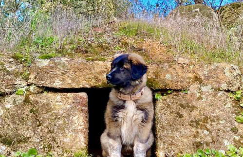 Herdade de Açores - Foto 9