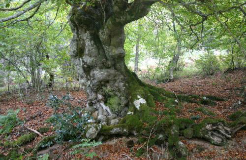 Apartamentos Javier - Foto 109