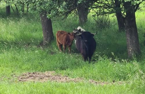 Ferienwohnung Pflüger mit Terrasse - Foto 28