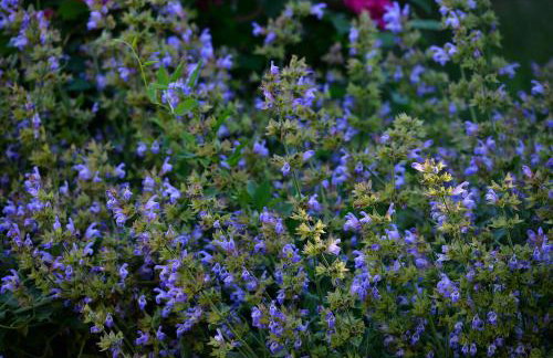 Home Sweet Home traditional Dalmatian house with pool - Photo 47