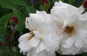 Pension Villa Fortuna - Foto 50