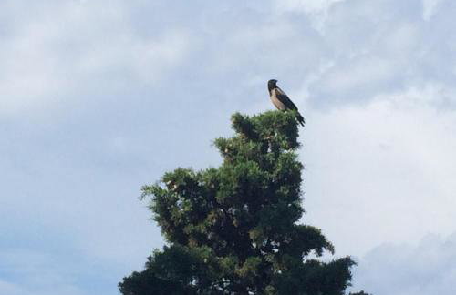 Apartments Atila - Foto 21