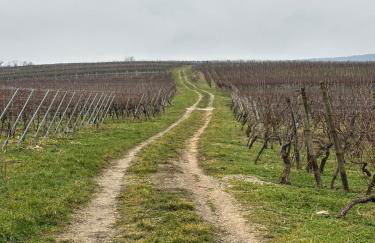 Schwalmala Logement calme au coeur du vignoble - Foto 27