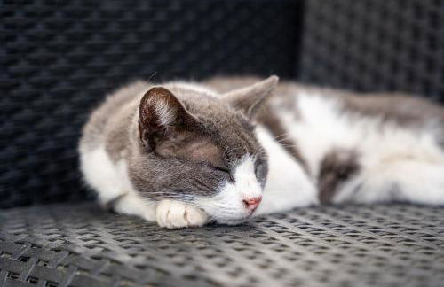 Tribus Lorenz - Wiesgut - Photo 32