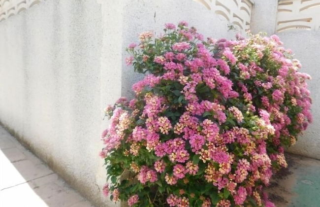 Bungalow en residencial con piscina - Foto 18