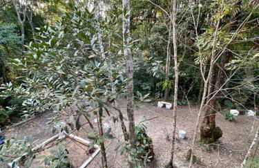 Bosque na Montanha Encantada - Foto 11