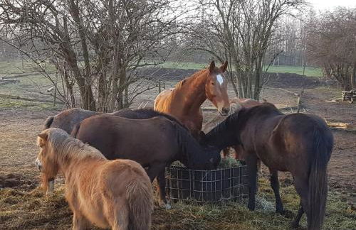 Mühlenberger Ponyhof - Foto 43