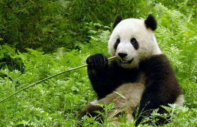 Excursion privée du Grand Bouddha de Leshan + Réserve de pandas - Photo 7