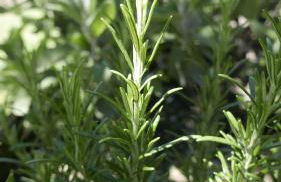 Quater Apartments - Tremezzina - Foto 51