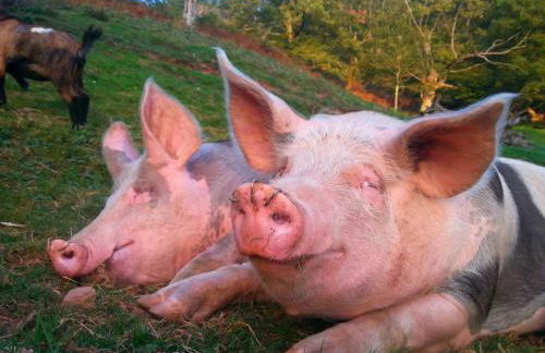 CASA RURAL Urruska - Foto 76