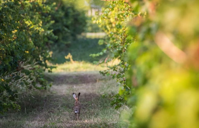 Vigneti Apartment With two Bedrooms and one Bathroom on the Second Floor Apartment 5 - Foto 7